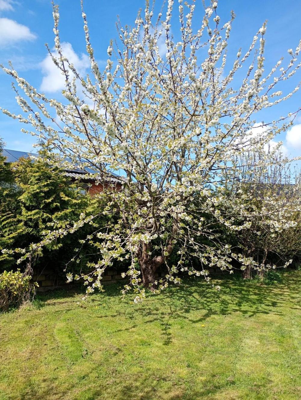 Coolt Oxie Villa Dış mekan fotoğraf